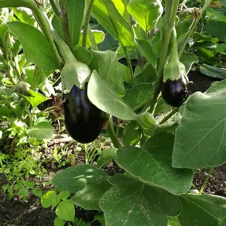 Green Vagon, Farm For Rent * Hjørring